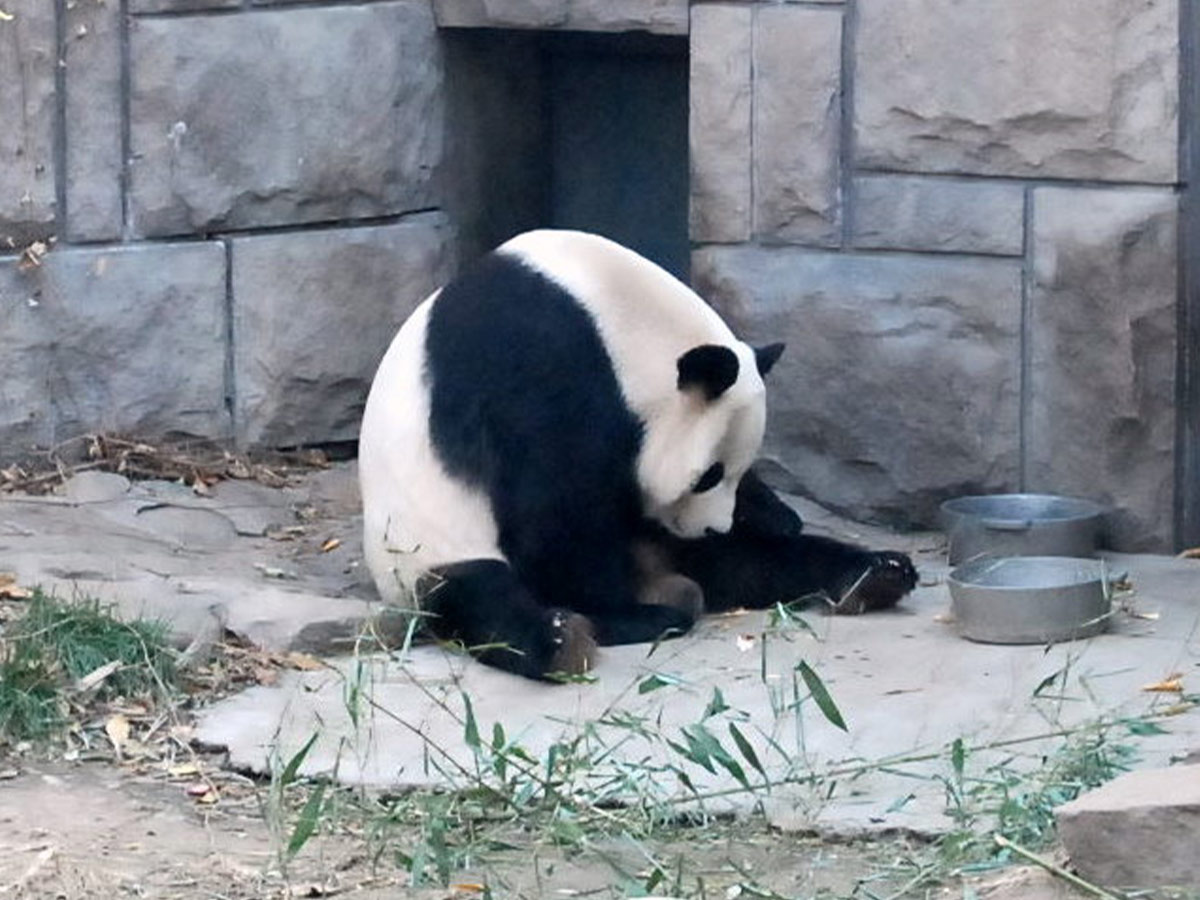 panda